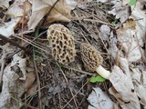 Morchella americana image