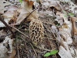 Morchella americana image