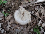 Image of Melanoleuca bataillei