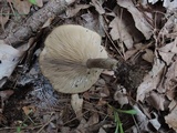 Melanoleuca bataillei image
