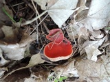 Sarcoscypha austriaca image