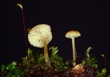 Image of Phloeomana clavata