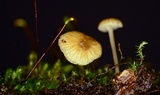 Phloeomana clavata image