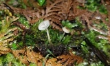 Phloeomana clavata image