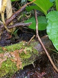 Phloeomana clavata image