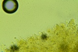 Phloeomana clavata image