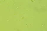 Phloeomana clavata image