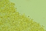 Phloeomana clavata image