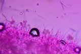 Phloeomana clavata image