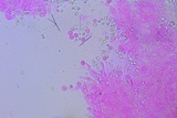 Phloeomana clavata image