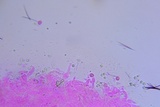 Phloeomana clavata image