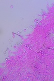 Phloeomana clavata image