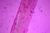 Phloeomana clavata image