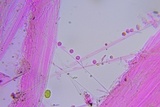 Phloeomana clavata image