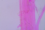 Phloeomana clavata image