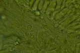 Phloeomana clavata image
