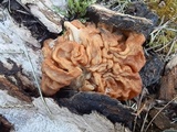 Gyromitra montana image
