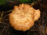 Lactarius vinaceorufescens image
