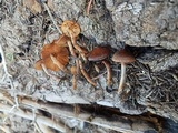 Crassisporium funariophilum image