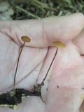 Rhizomarasmius pyrrhocephalus image
