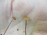 Rhizomarasmius pyrrhocephalus image