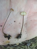 Rhizomarasmius pyrrhocephalus image