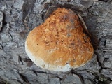 Fomitopsis schrenkii image