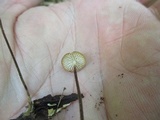 Rhizomarasmius pyrrhocephalus image