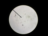 Rhizomarasmius pyrrhocephalus image