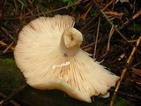 Lactarius vinaceorufescens image