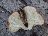 Fomitopsis schrenkii image