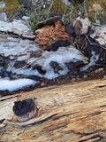 Gyromitra montana image