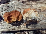 Gyromitra montana image