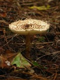 Lepiota cortinarius image