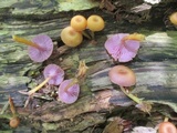 Chromosera cyanophylla image