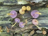 Chromosera cyanophylla image