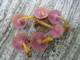 Chromosera cyanophylla image