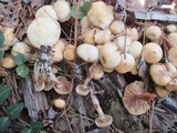 Kuehneromyces marginellus image