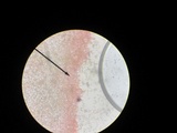 Kuehneromyces marginellus image