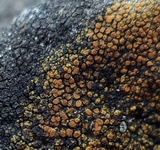 Caloplaca subsoluta image
