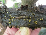Vibrissea truncorum image