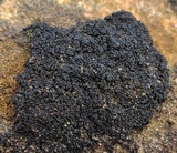 Psorula rufonigra image
