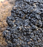 Psorula rufonigra image
