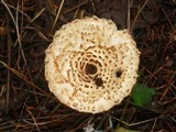 Lepiota cortinarius image