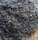 Psorula rufonigra image
