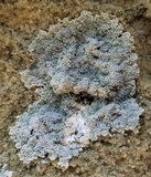 Rhymbocarpus neglectus image