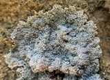 Rhymbocarpus neglectus image
