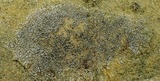Lecanora crenulata image