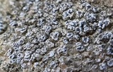 Lecanora crenulata image