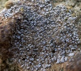 Lecanora crenulata image